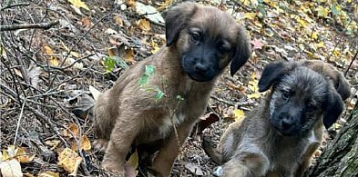 Kruszwica. Porzuciła psy i odpowie za znęcanie nad nimi-47117