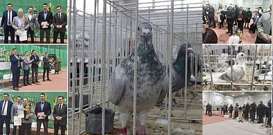 56. Wystawa Gołębi Pocztowych Okręgu Bydgoszcz w Kruszwicy [ZDJĘCIA]-48054