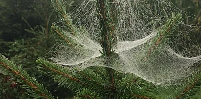 Kupujesz żywą choinkę na święta? Ten szczegół łatwo przeoczyć-48212