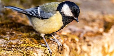 Ornitolog: rozpoczyna się najtrudniejszy czas dla ptaków; muszą pilnować wagi-48606