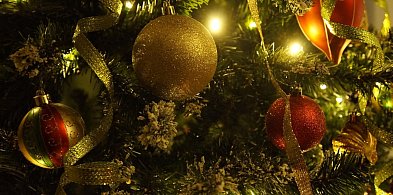 Choinki w donicach mogą zyskać drugie życie. Jest akcja UM Kruszwica-48715