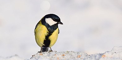 Ptaki po Sylwestrze. Wiele z nich dopiero po tygodniu wróci do stałych nawyków-48946