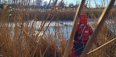 Zgłoszenie o łabędziach na lodzie. Służby interweniowały w Szarleju