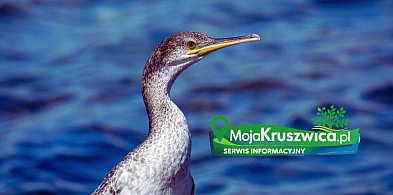 Radni też interweniowali w sprawie kormoranów. Co na to ministerstwo?