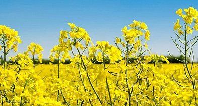 Spadek przerobu rzepaku w Polsce - dane Polskiego Stowarzyszenia Producentów Oleju-45900