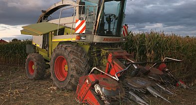 Metalowe przedmioty w polu kukurydzy. Ktoś chciał zniszczyć kombajn-46010