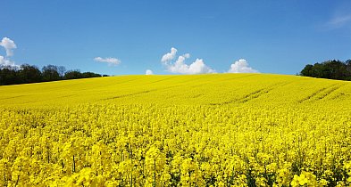 Nowy numer kwartalnika „Nasz Rzepak” już dostępny-46183