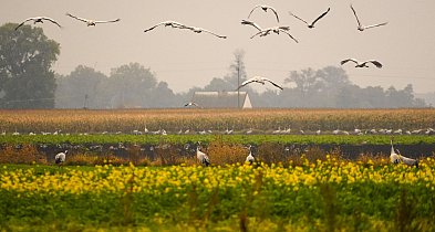 Hej Kruszwica: Święto poczty, znaczka i troski o wzrok!-46311