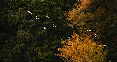 Hej Kruszwica! W jesieni prędko gdy liść z drzewa spadnie, to wkrótce zima będzie-46737