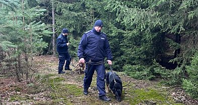 Kontrole legalności wycinki i posiadania choinek-48535