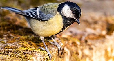 Ornitolog: rozpoczyna się najtrudniejszy czas dla ptaków; muszą pilnować wagi-48606