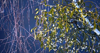 Naukowcy o jemiole: ważna dla ptaków, groźna dla drzew-48647