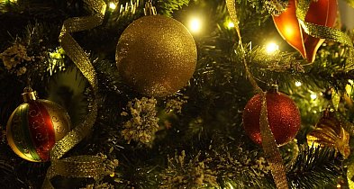 Choinki w donicach mogą zyskać drugie życie. Jest akcja UM Kruszwica-48715