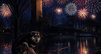 Apel mieszkanki w sprawie fajerwerków. Głos w obronie zwierząt przed Sylwestrem-48706