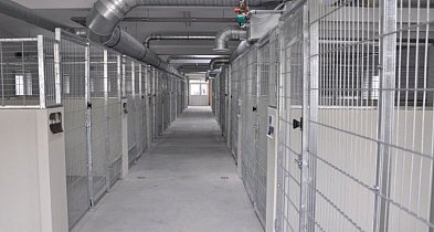 Kruszwica i Grudziądz zawierają porozumienie w sprawie opieki nad zwierzętami-49057