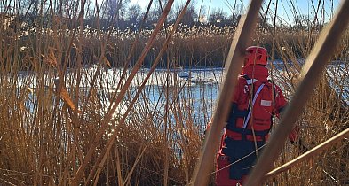 Zgłoszenie o łabędziach na lodzie. Służby interweniowały w Szarleju