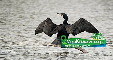 Dyskusja w grupie MojaKruszwica.pl: Kormorany nad Gopłem