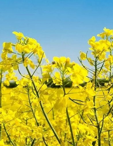 Spadek przerobu rzepaku w Polsce - dane Polskiego Stowarzyszenia Producentów Oleju-45900