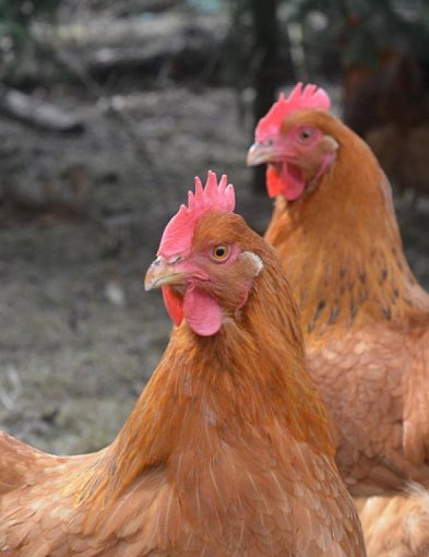 Rzekomy pomór drobiu w regionie. Wojewoda wprowadza obszary objęte ograniczeniami-47069