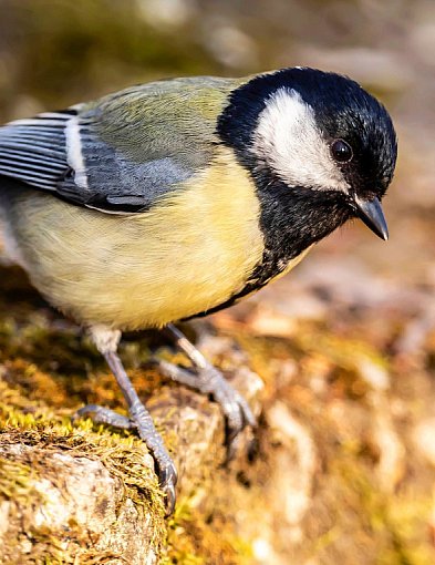 Ornitolog: rozpoczyna się najtrudniejszy czas dla ptaków; muszą pilnować wagi-48606