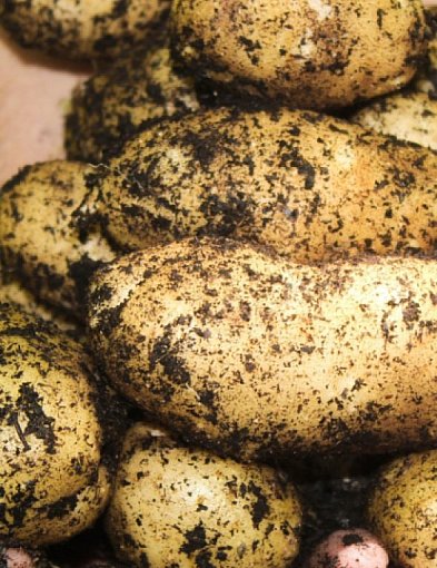 143. kampania ziemniaczana w Trzemesznie zakończona-48661