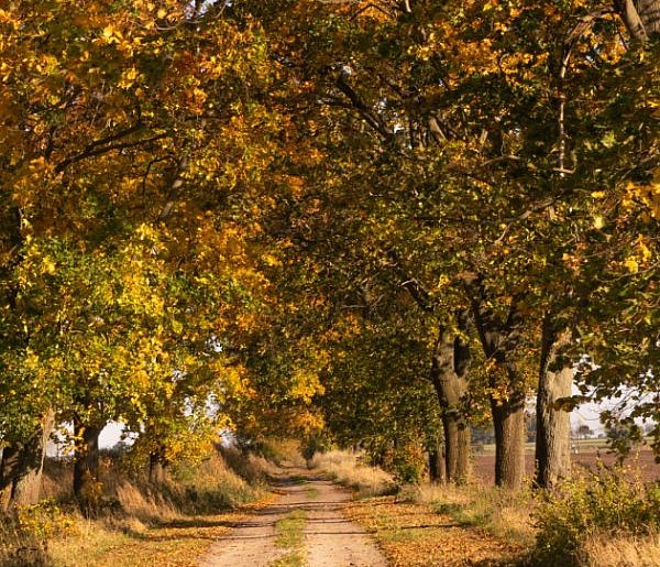 Hej Kruszwica! Gdy październik ciepło trzyma, zwykle mroźna bywa zima-46781