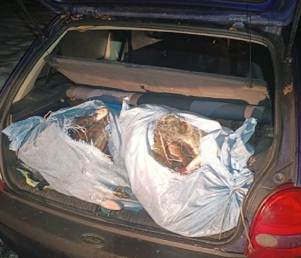 Racice: Zatrzymano kłusowników z samochodem pełnym ryb-47958