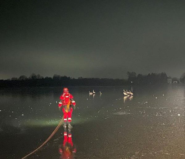 Połajewo. Zgłoszenie dotyczące łabędzia na lodzie jeziora Gopło-48988
