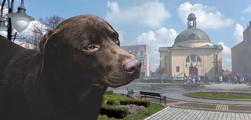 Ile zapłaci Gmina Kruszwica  za opiekę nad bezdomnymi zwierzętami?