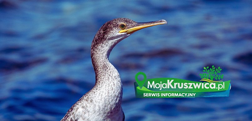 Radni też interweniowali w sprawie kormoranów. Co na to ministerstwo?