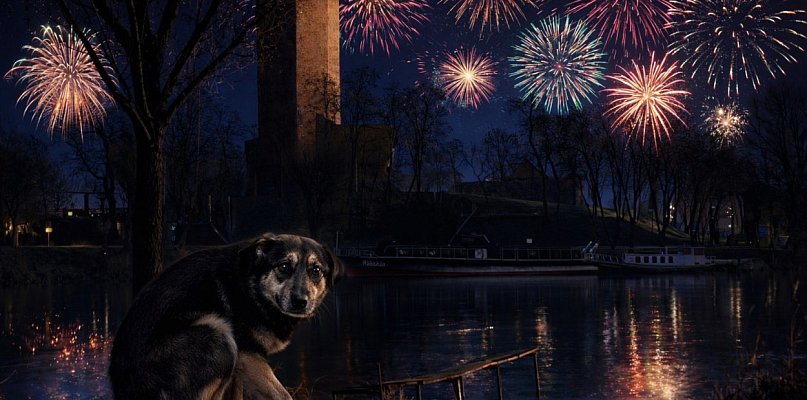 Apel mieszkanki w sprawie fajerwerków. Głos w obronie zwierząt przed Sylwestrem - 48706