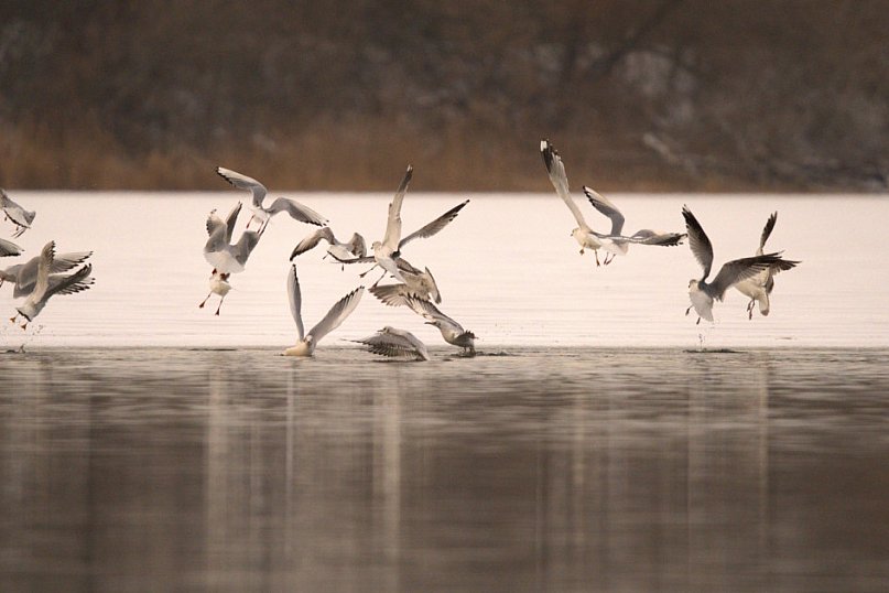 Zima w Kruszwicy nad Gopłem w obiektywie Żanety Kowalskiej