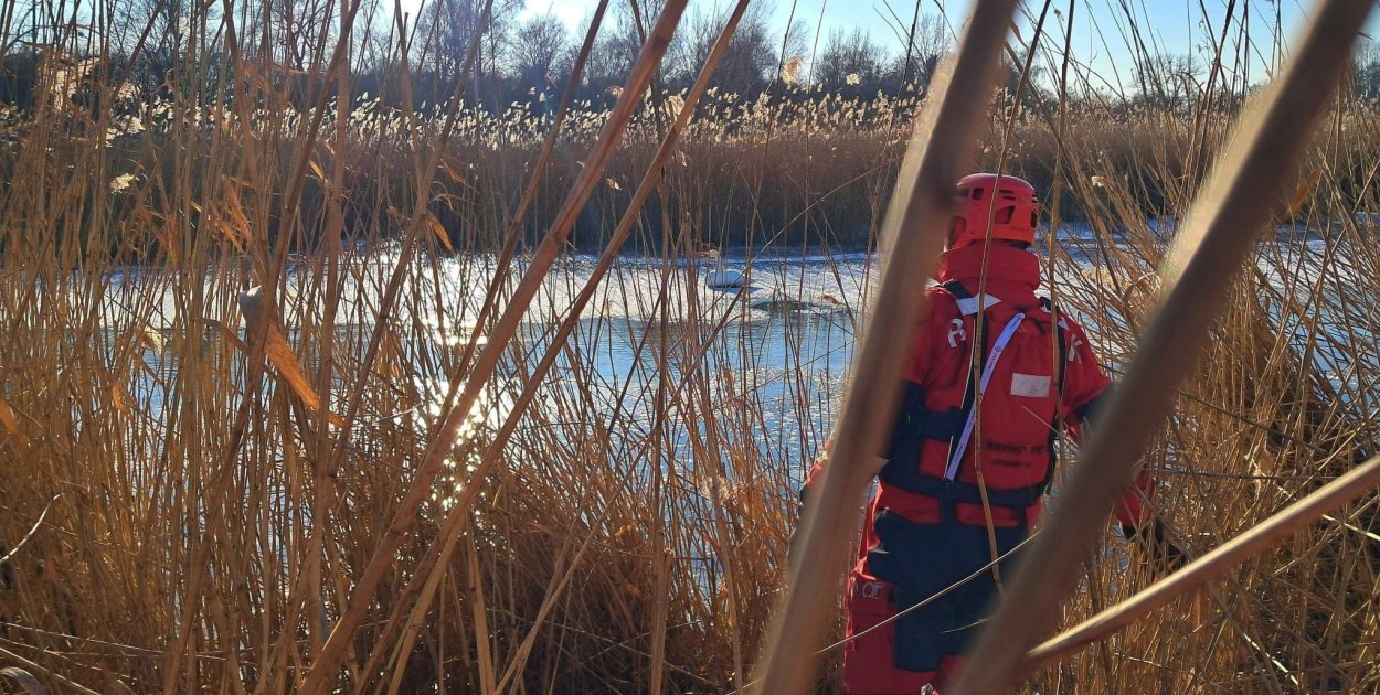 Zgłoszenie o łabędziach na lodzie. Służby interweniowały w Szarleju