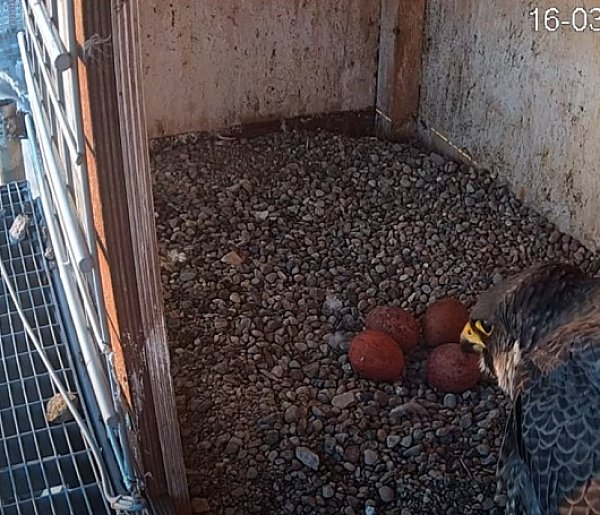 Sokół wędrowny Cukrownia Kruszwica - Brawo Lucy !!! Jest jajko numer cztery 🥚🥚🥚🥚🥰